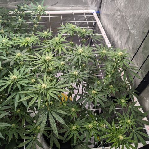 Candied Organges growlog timeline photo