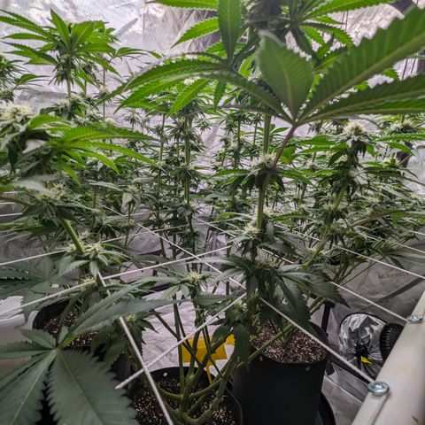 Candied Organges growlog timeline photo