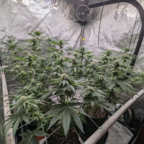 Candied Organges growlog timeline photo