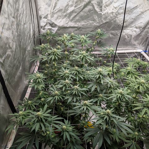 Candied Organges growlog timeline photo