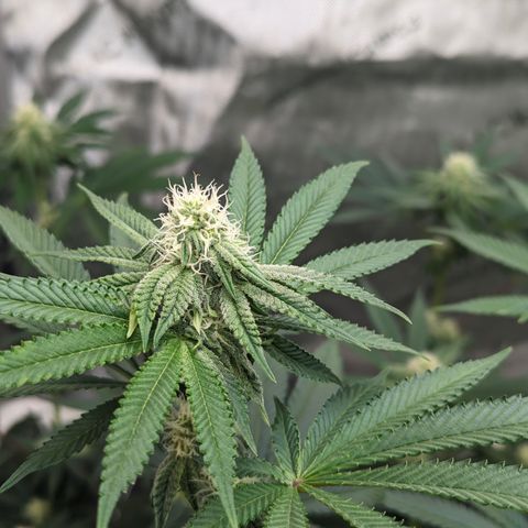 Candied Organges growlog timeline photo