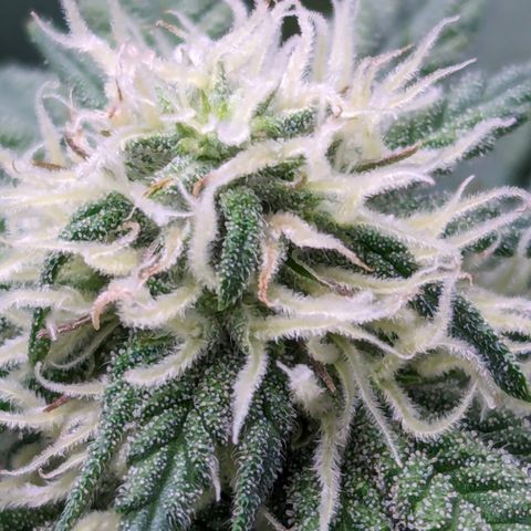 Candied Organges growlog timeline photo