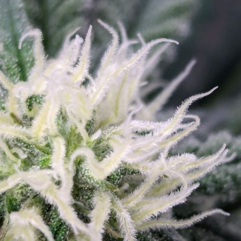 Candied Organges growlog timeline photo