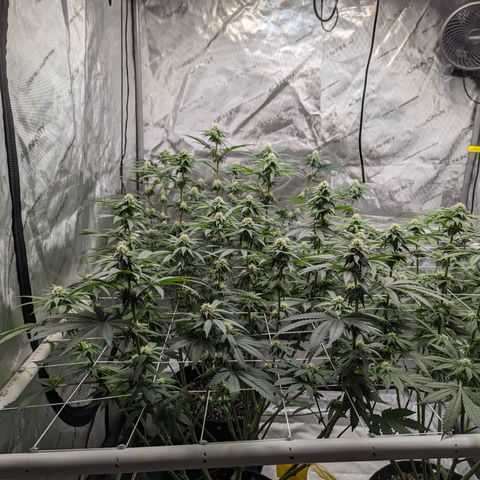 Candied Organges growlog timeline photo