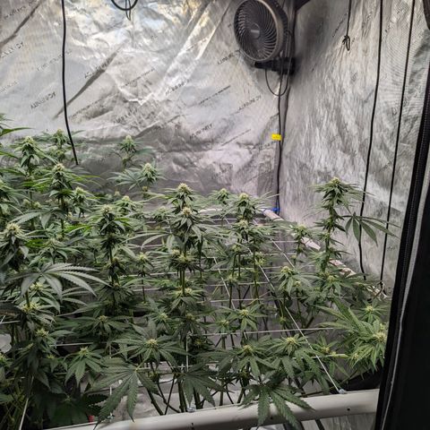 Candied Organges growlog timeline photo