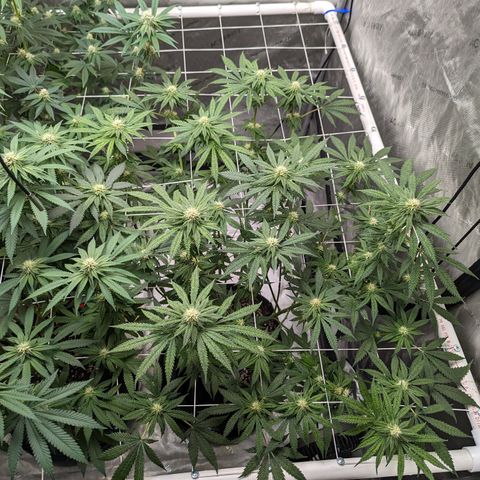 Candied Organges growlog timeline photo