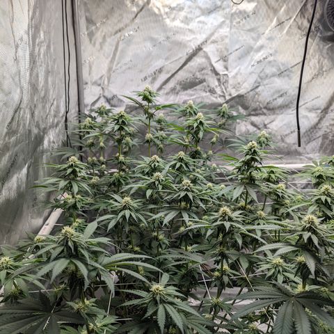 Candied Organges growlog timeline photo