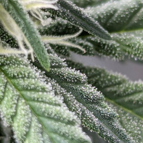 Candied Organges growlog timeline photo