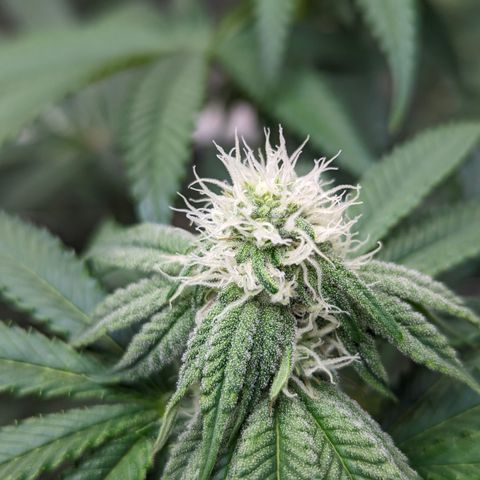Candied Organges growlog timeline photo
