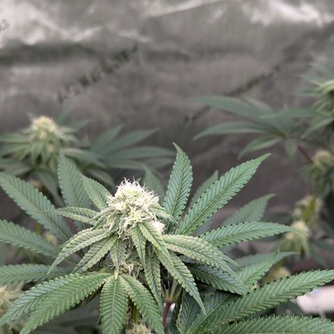 Candied Organges growlog timeline photo