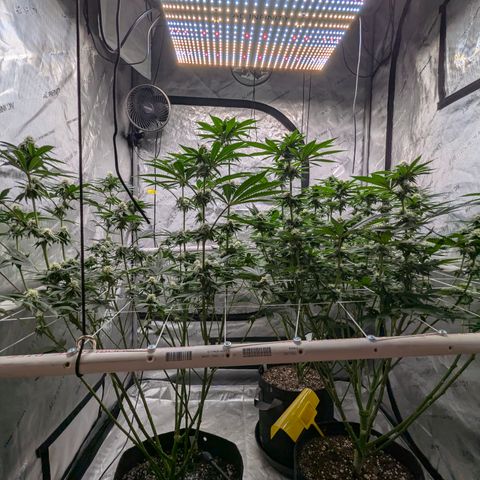 Candied Organges growlog timeline photo