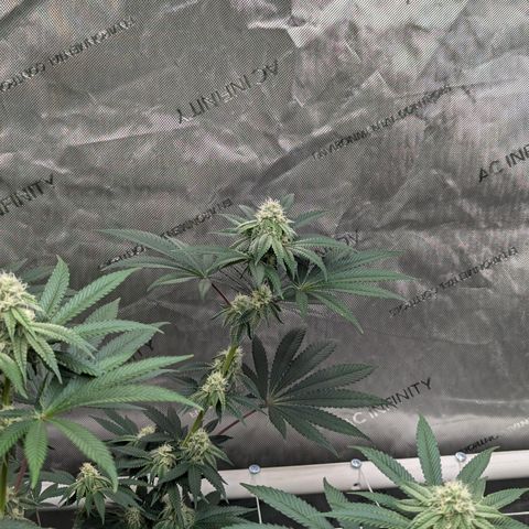 Candied Organges growlog timeline photo