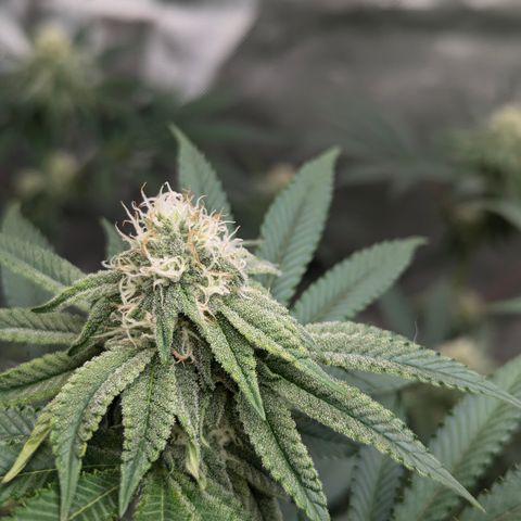 Candied Organges growlog timeline photo