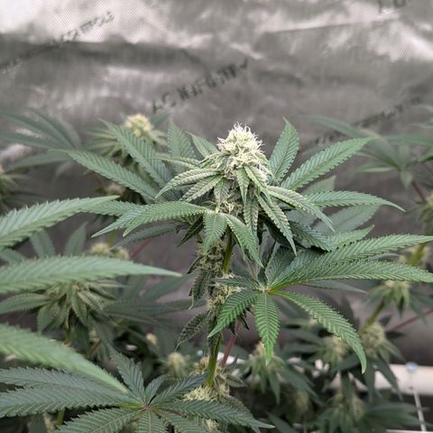 Candied Organges growlog timeline photo