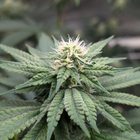 Candied Organges growlog timeline photo
