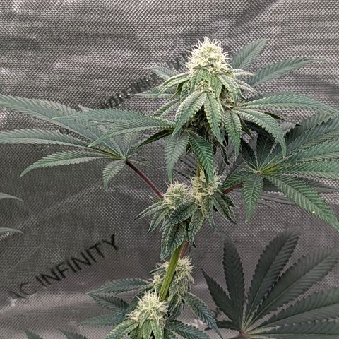 Candied Organges growlog timeline photo