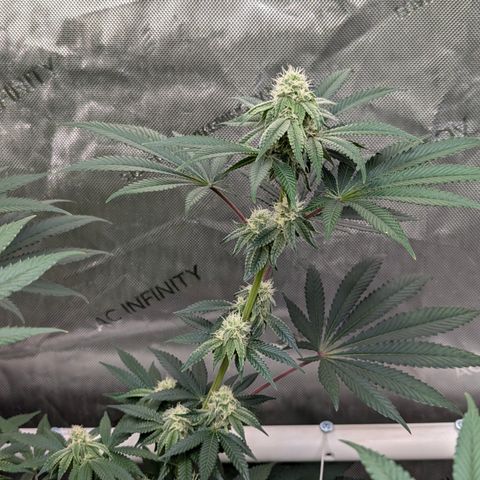 Candied Organges growlog timeline photo