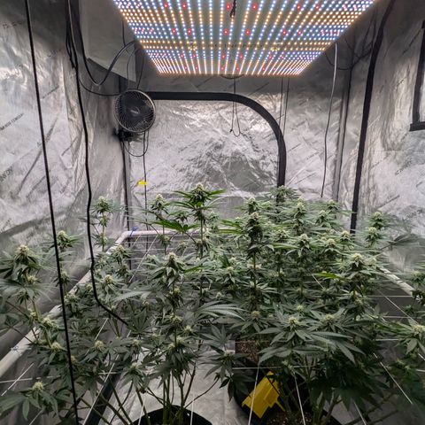 Candied Organges growlog timeline photo