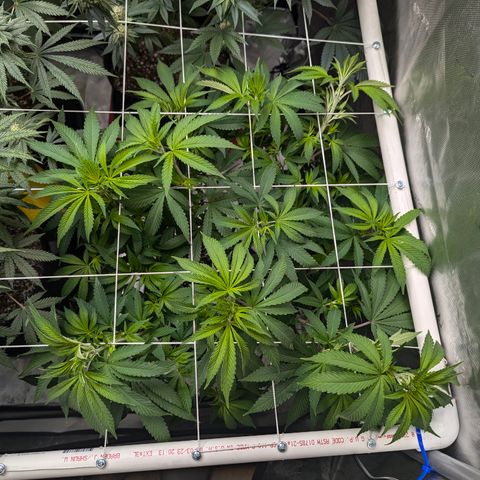 Champaya #5 growlog timeline photo