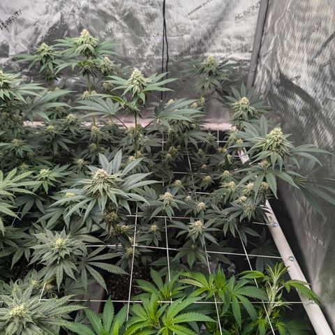 Champaya #5 growlog timeline photo