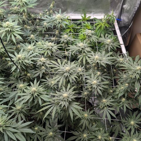 Champaya #5 growlog timeline photo