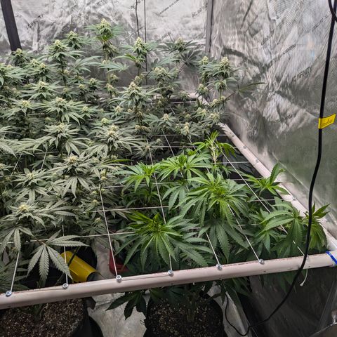 Candied Organges growlog timeline photo