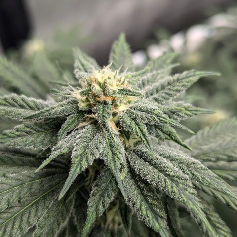 Candied Organges growlog timeline photo