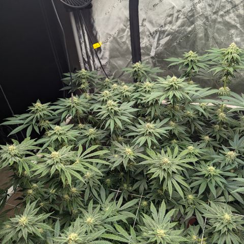 Candied Organges growlog timeline photo