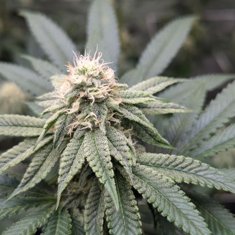 Candied Organges growlog timeline photo