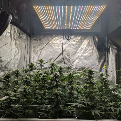 Candied Organges growlog timeline photo