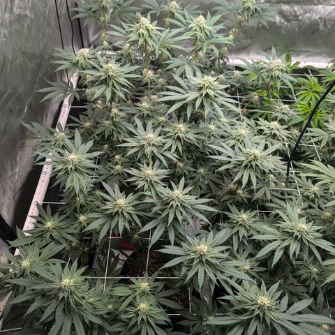 Candied Organges growlog timeline photo