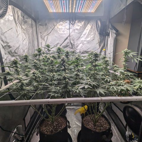 Candied Organges growlog timeline photo