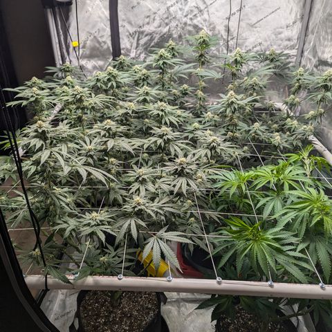 Candied Organges growlog timeline photo