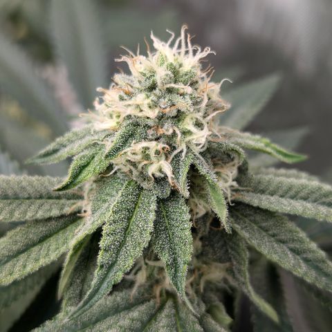 Candied Organges growlog timeline photo