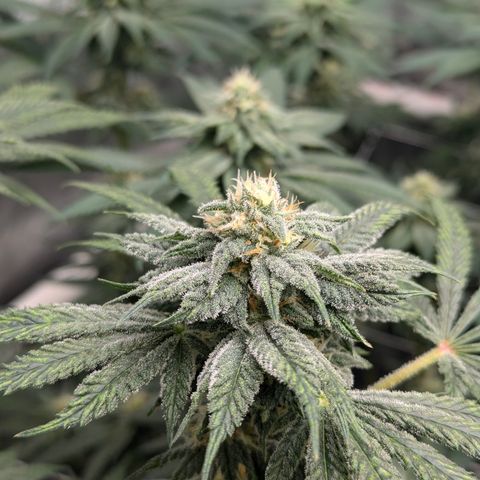 Candied Organges growlog timeline photo