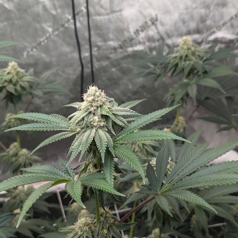 Candied Organges growlog timeline photo