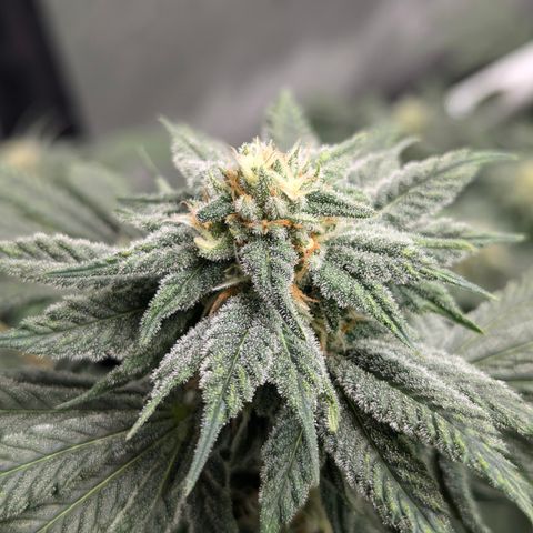 Candied Organges growlog timeline photo