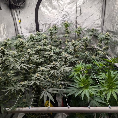 Champaya #5 growlog timeline photo