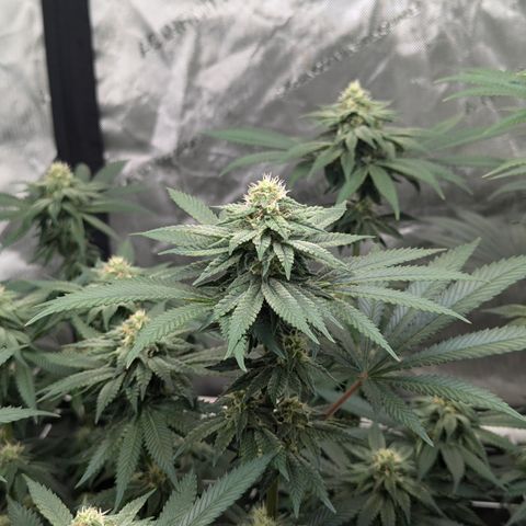 Candied Organges growlog timeline photo