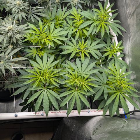 Champaya #5 growlog timeline photo