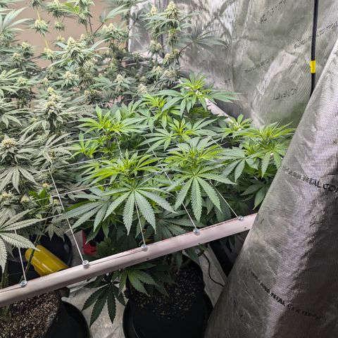 Champaya #5 growlog timeline photo