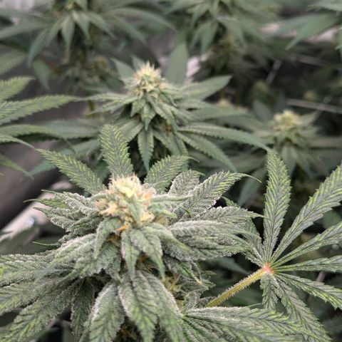 Candied Organges growlog timeline photo