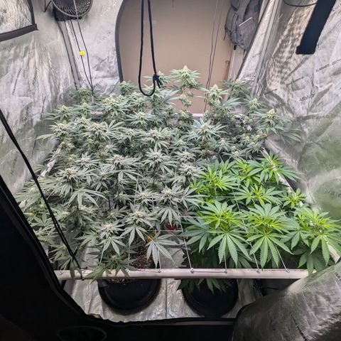 Champaya #5 growlog timeline photo