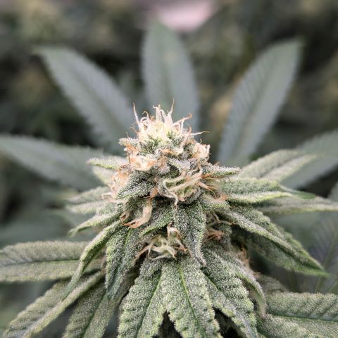 Candied Organges growlog timeline photo