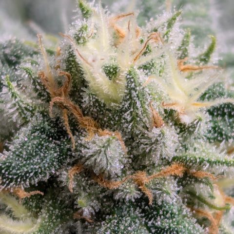 Candied Organges growlog timeline photo