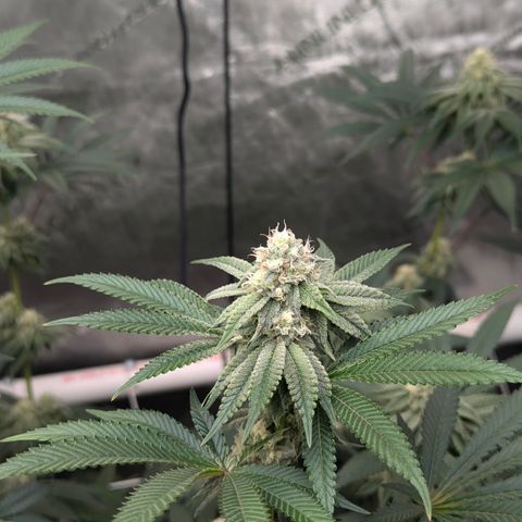 Candied Organges growlog timeline photo