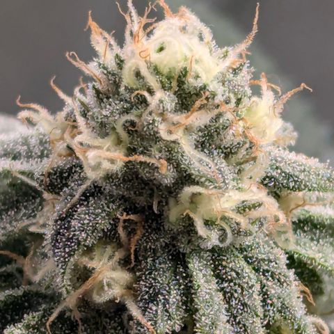 Candied Organges growlog timeline photo