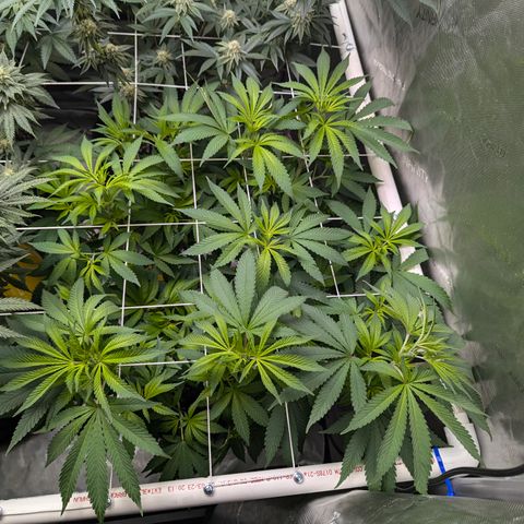 Champaya #5 growlog timeline photo