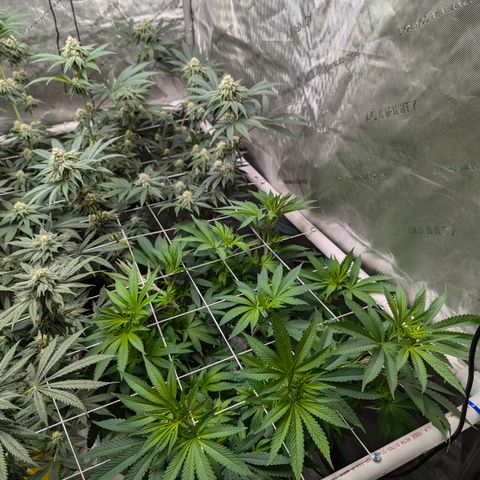Champaya #5 growlog timeline photo