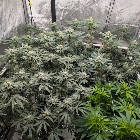 Candied Organges growlog timeline photo